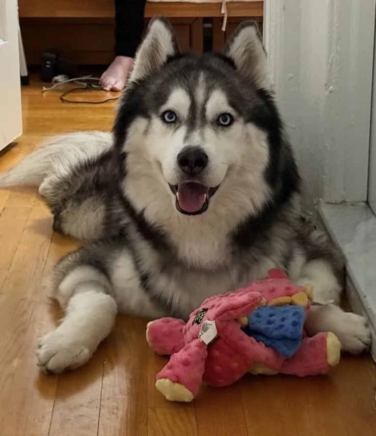 JAKE — Husky · 3.5 years — available for adoption from GWARP