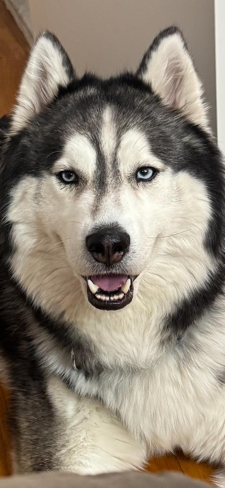 JAKE, photo 3