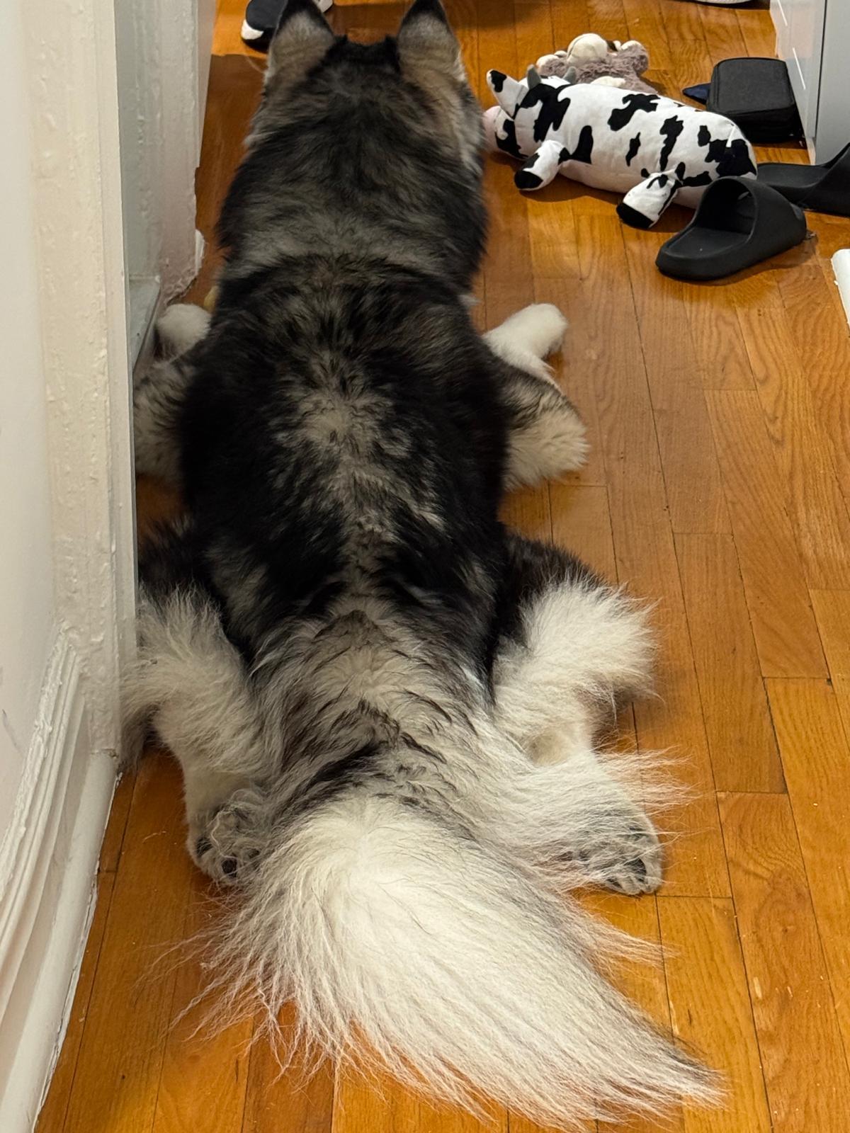 JAKE, photo 5