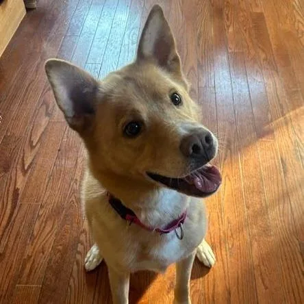 HENRY — Shepherd · 7.5 years — available for adoption from GWARP