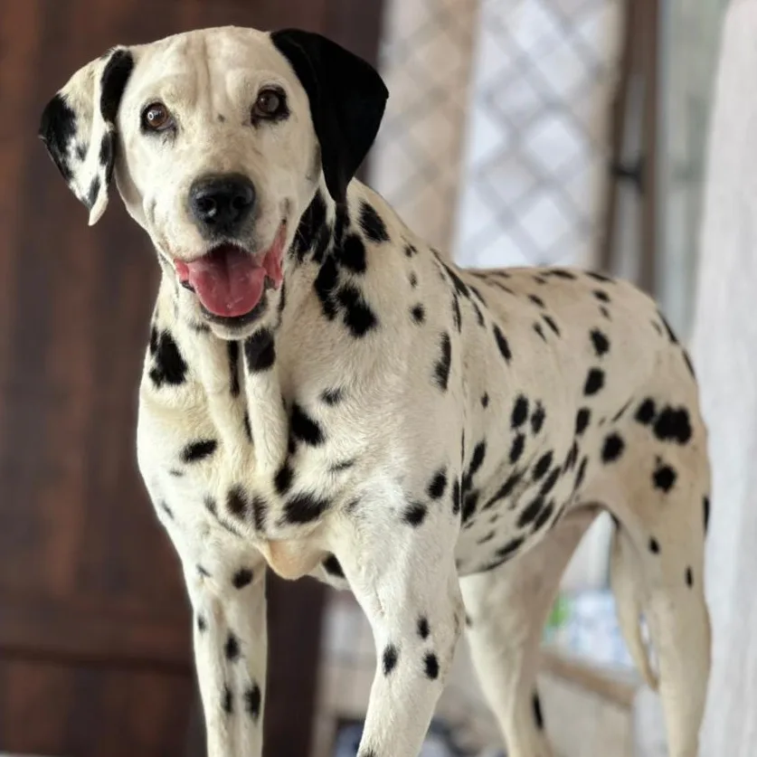 PRINCESS — Dalmatian · 6 years — available for adoption from GWARP