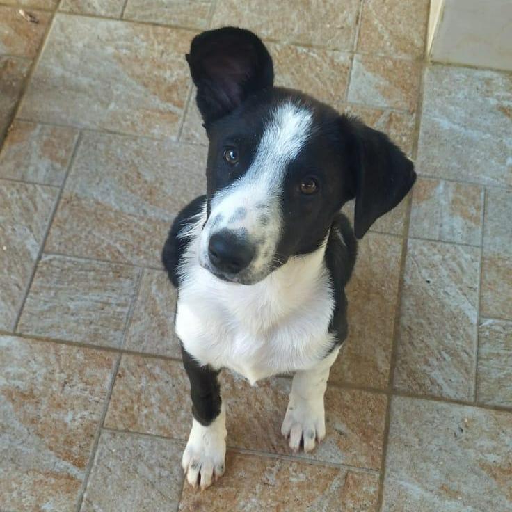 CHARLIE, photo 2