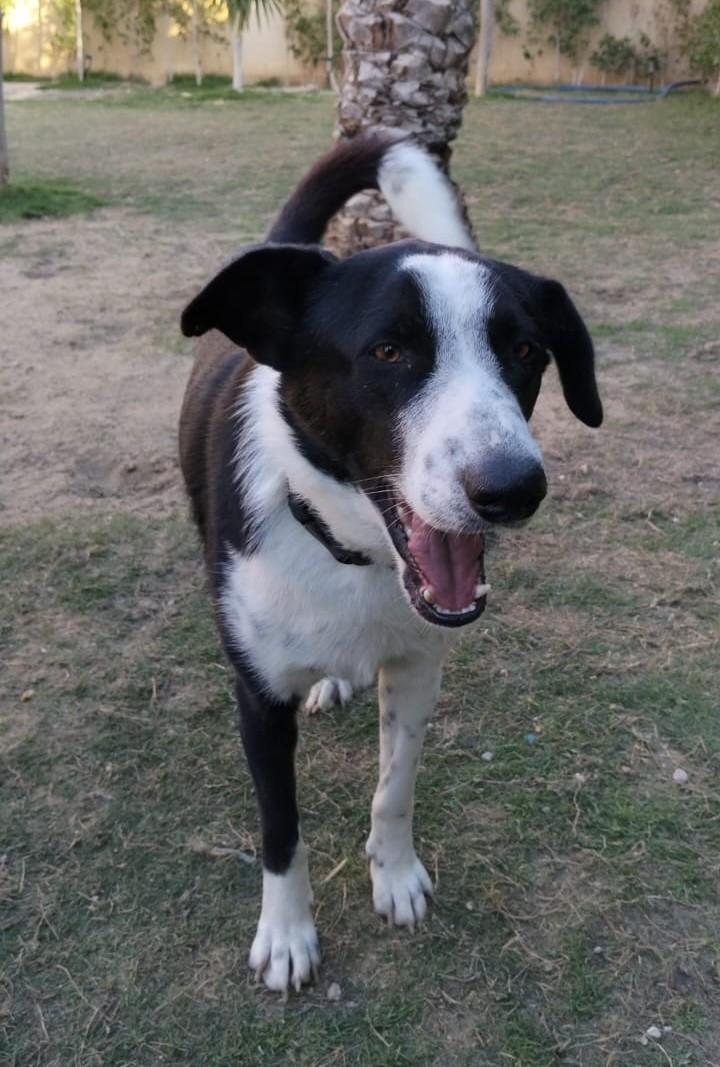 CHARLIE, photo 4