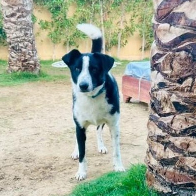 CHARLIE, photo 5