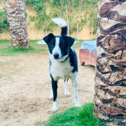 CHARLIE, photo 6