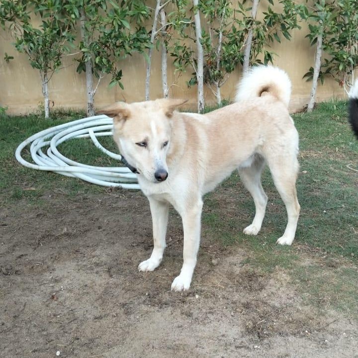 MISHA, photo 3