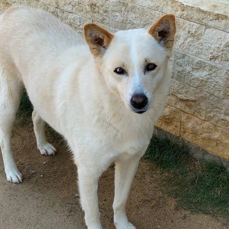 SUGAR — Husky · Adult — available for adoption from GWARP