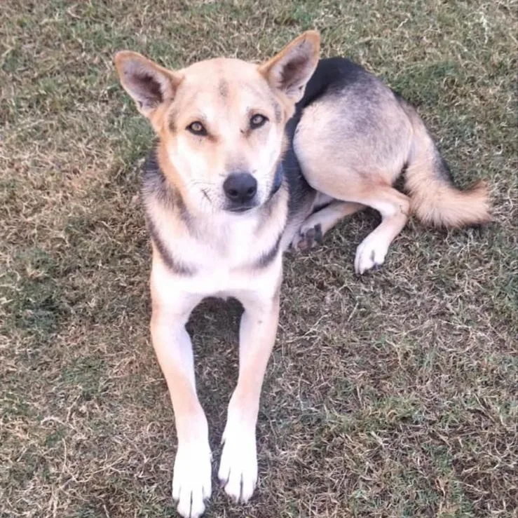 SASHA — Husky · 1.5 years — available for adoption from GWARP