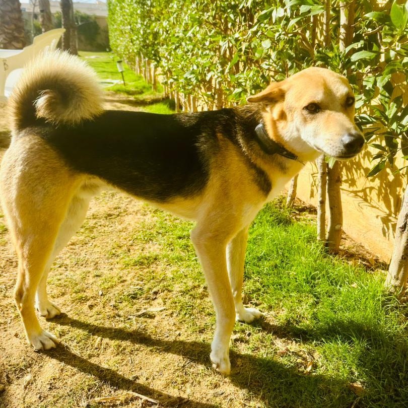 SASHA, photo 4