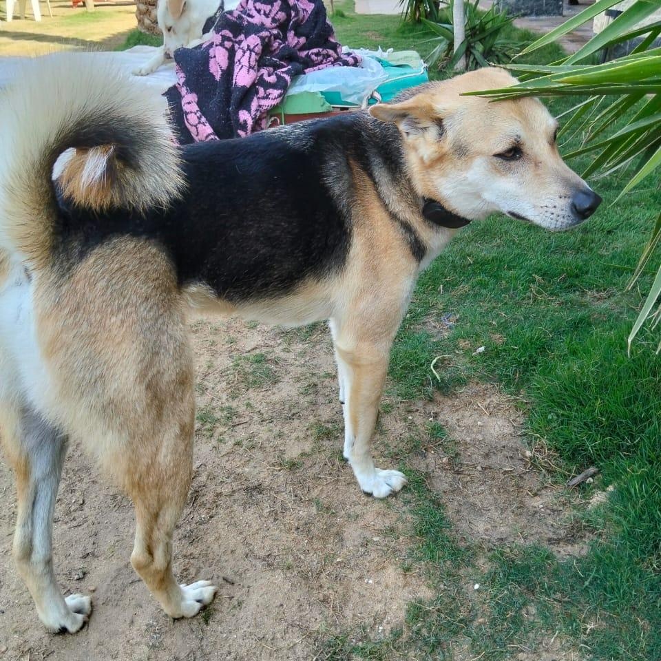 SASHA, photo 5