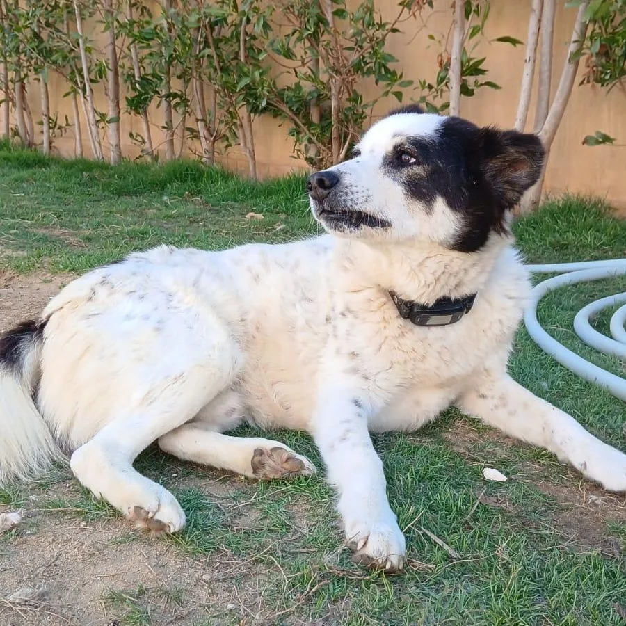 PANDA — Border Collie · 4 years — available for adoption from GWARP