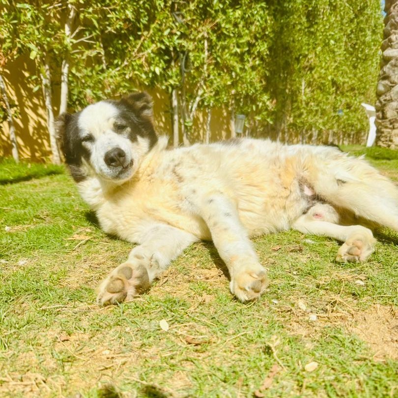 PANDA, photo 4