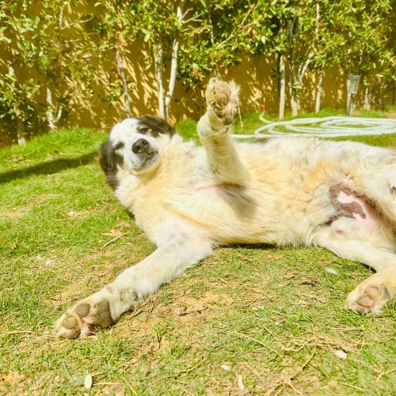 PANDA, photo 5