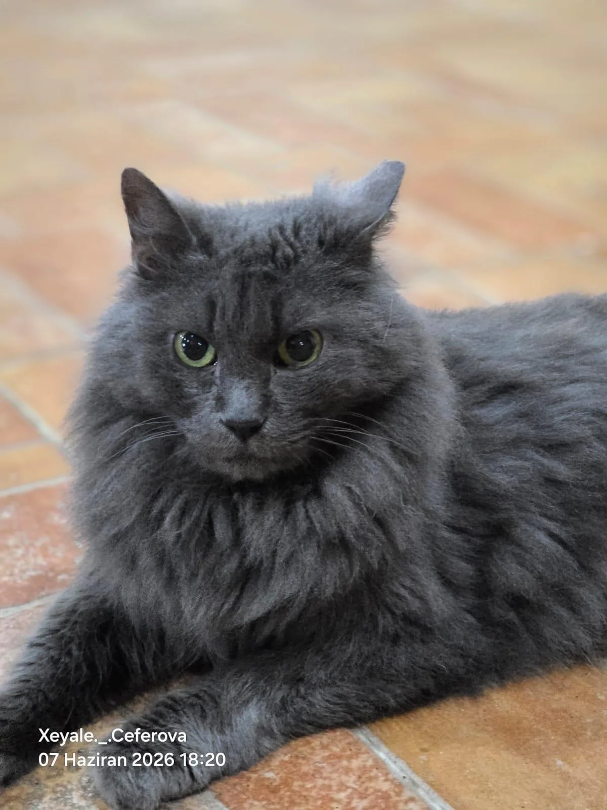 NAYLA — British Longhair · Adult — available for adoption from GWARP