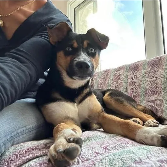 BLUE — Husky · 1.5 years — available for adoption from GWARP
