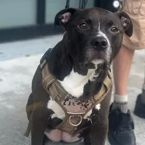 JOJO — Pit Bull Terrier · 5 years — available for adoption from GWARP