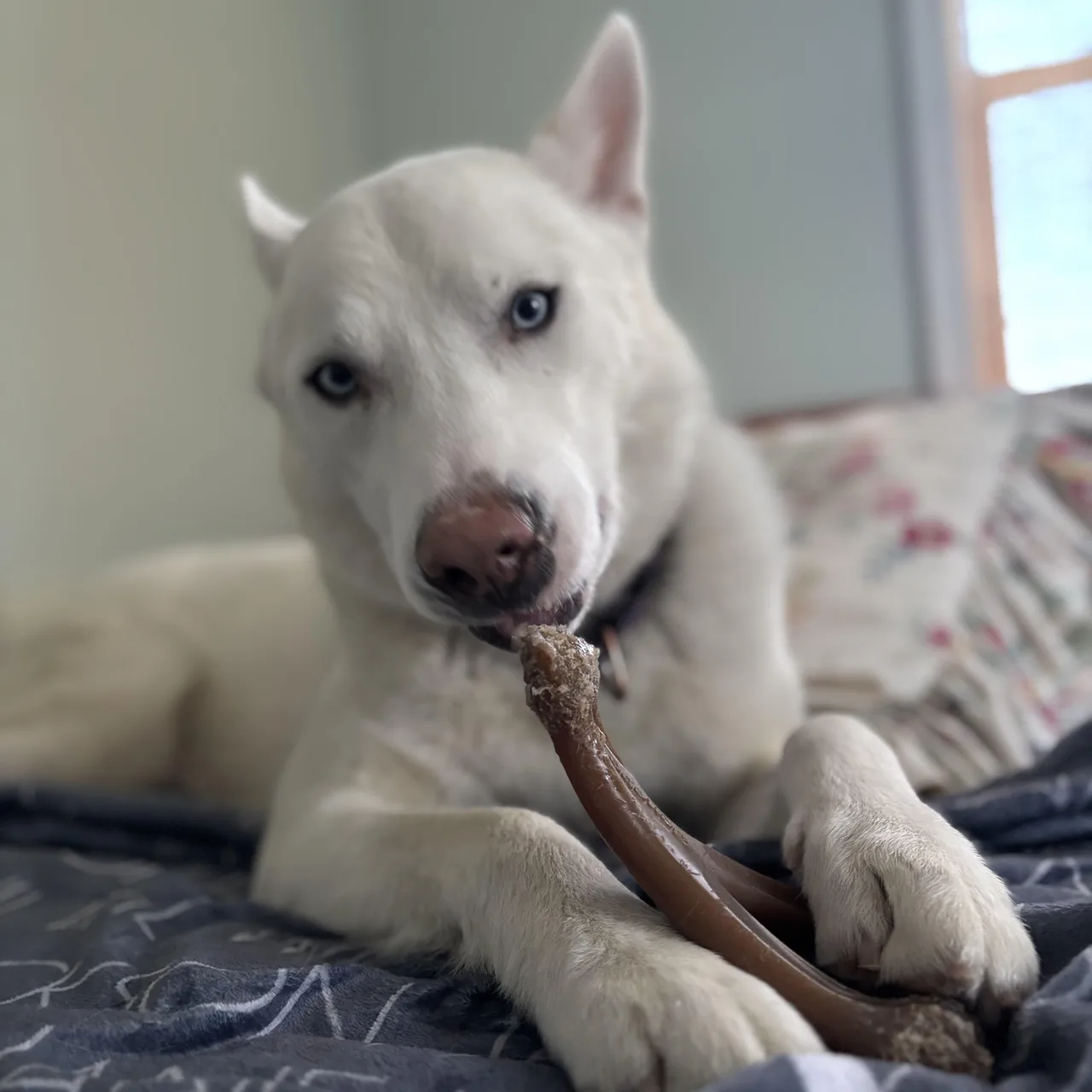 OLLIE — Siberian Husky · 2 years — available for adoption from GWARP