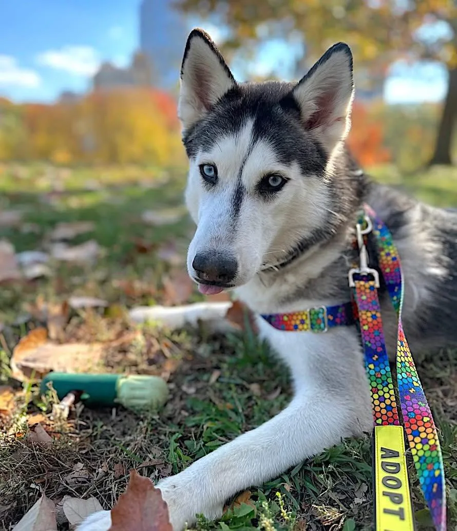 OMAHA — Siberian Husky · 2 years — available for adoption from GWARP