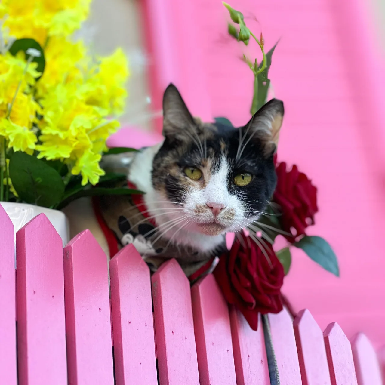 LUCY — Domestic Short Hair · 6 years — available for adoption from GWARP