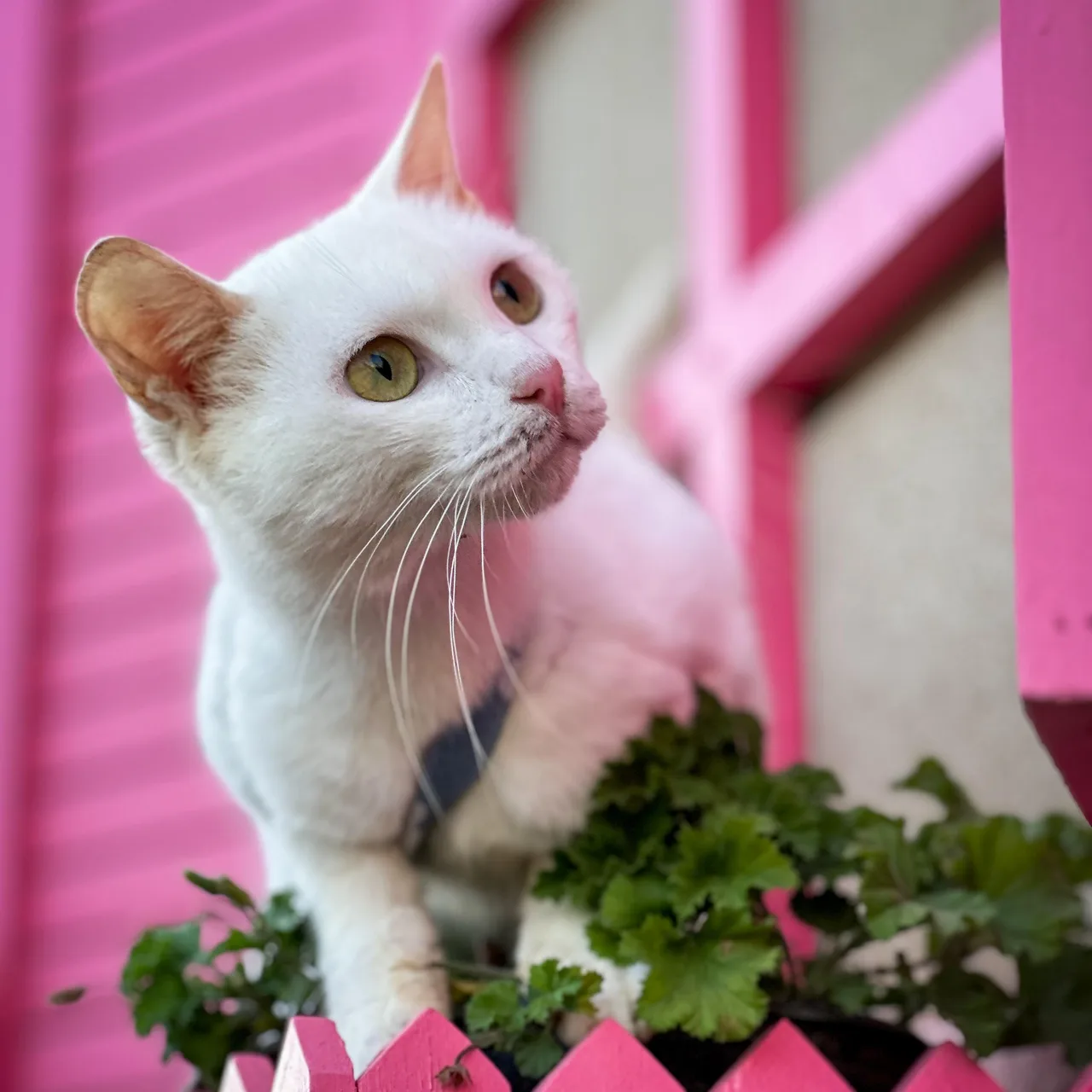 SIAMA — Domestic Short Hair · Adult — available for adoption from GWARP