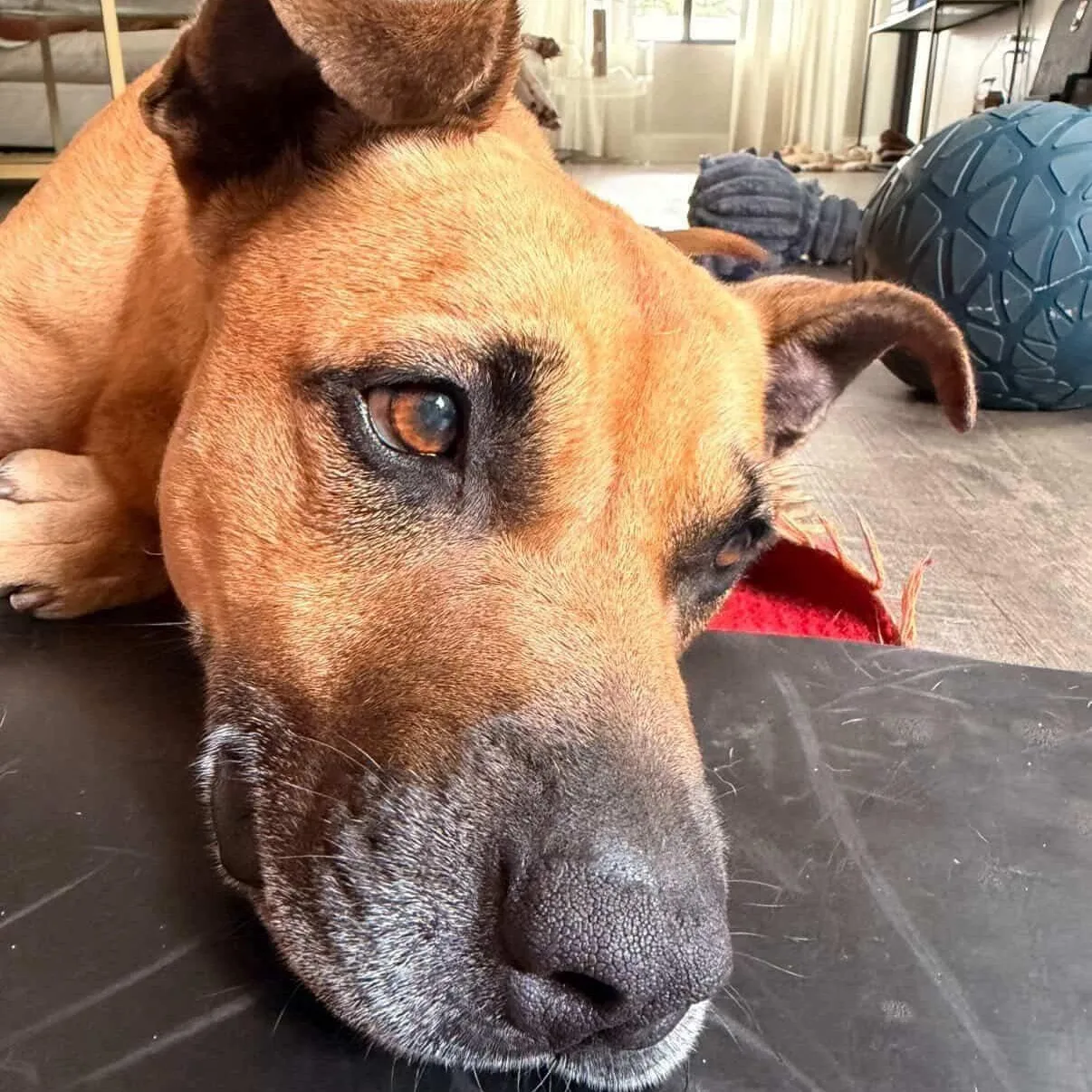BODHI — Black Mouth Cur · Adult — available for adoption from GWARP