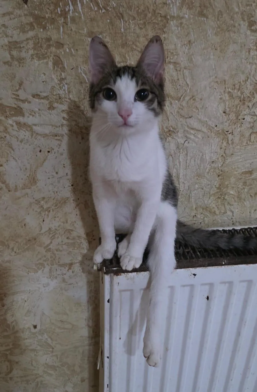 MARTY — American Shorthair · Adult — available for adoption from GWARP