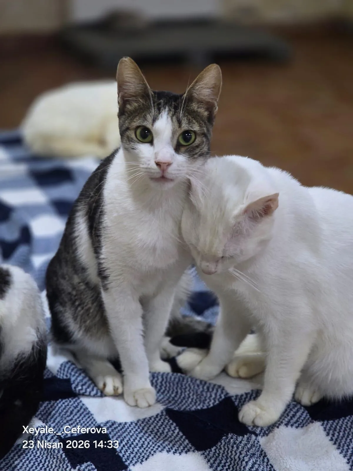 SIMBA — Domestic Short Hair · Adult — available for adoption from GWARP