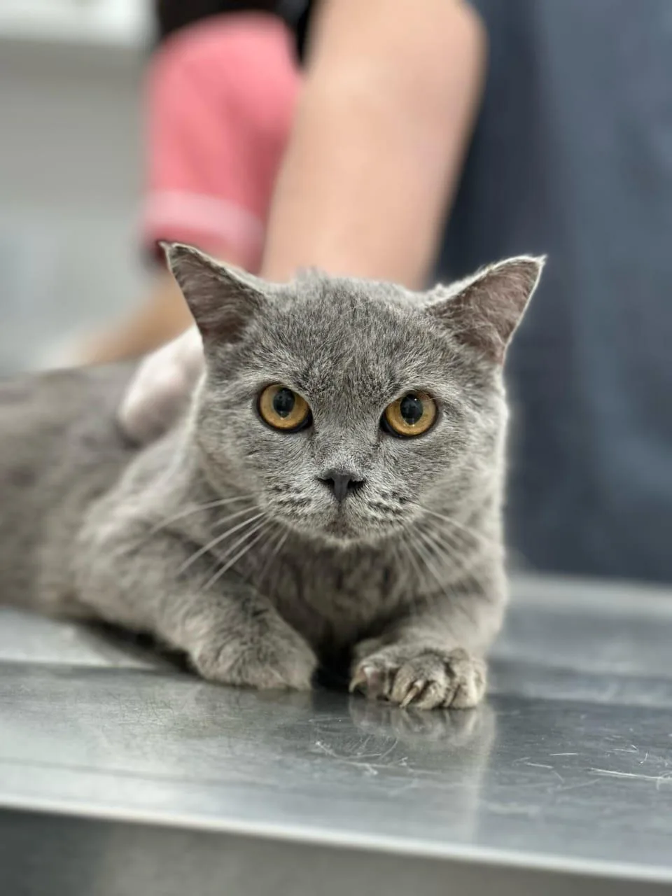 BARZIK — Domestic Short Hair · Adult — available for adoption from GWARP