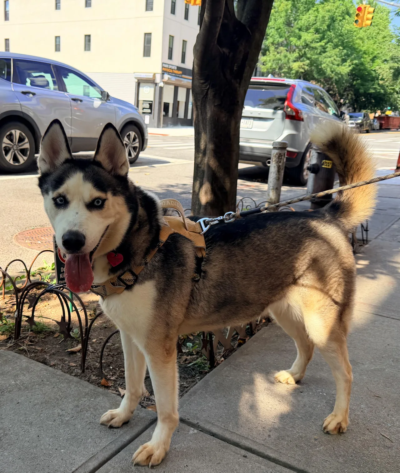 MOONA — Siberian Husky Mix · Adult — available for adoption from GWARP