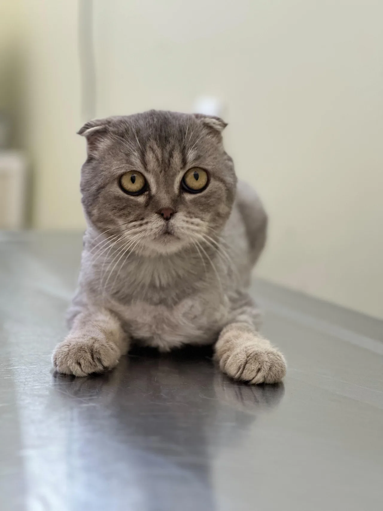 NIKA — Scottish Fold · Adult — available for adoption from GWARP