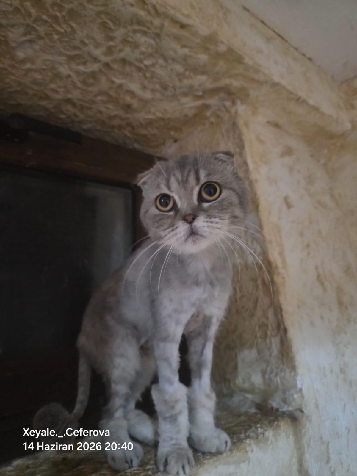 NIKA, photo 6