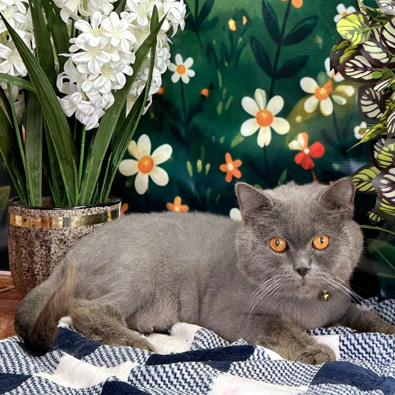RUBIN — Domestic Short Hair · Adult — available for adoption from GWARP