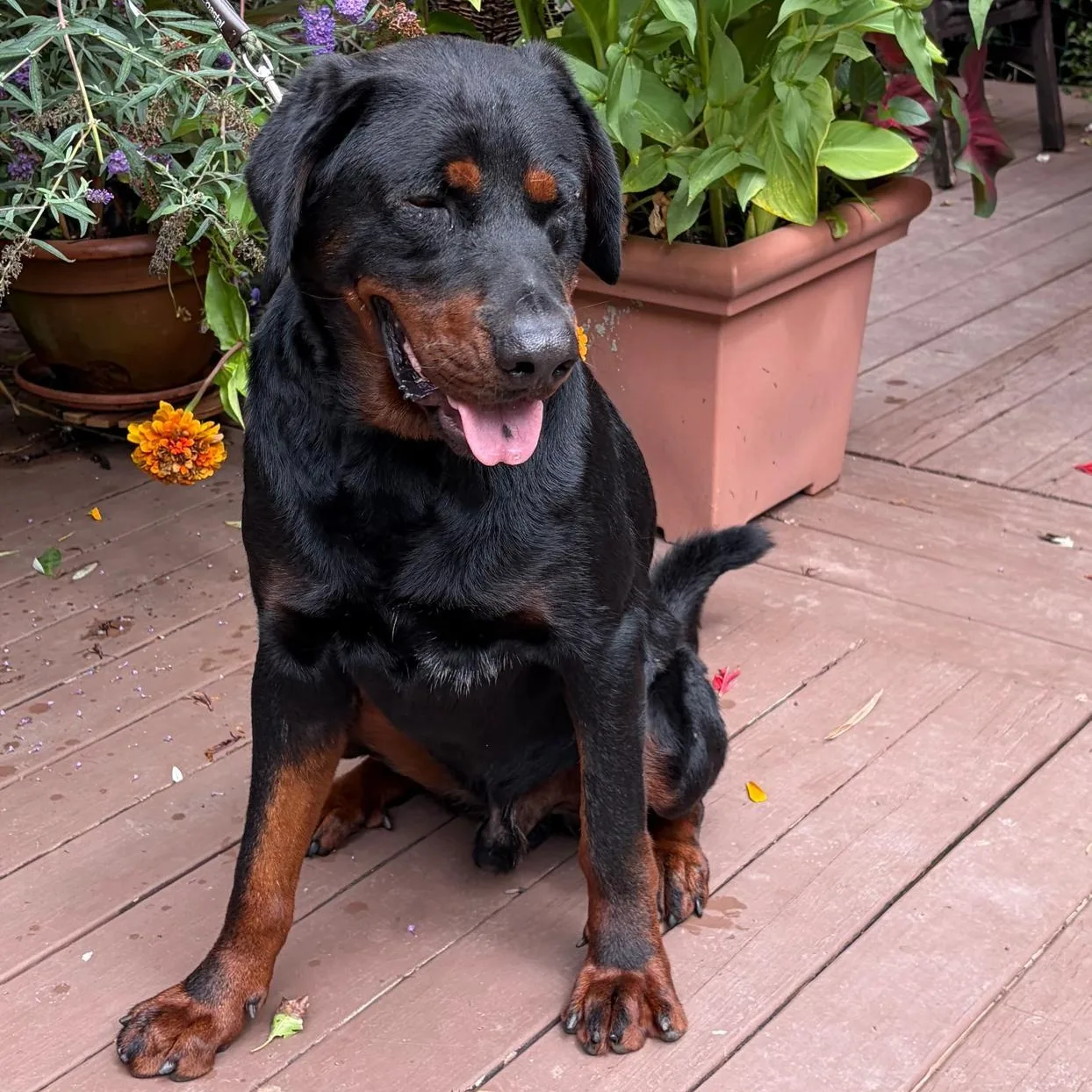 THEO — Rottweiler · 4 years — available for adoption from GWARP