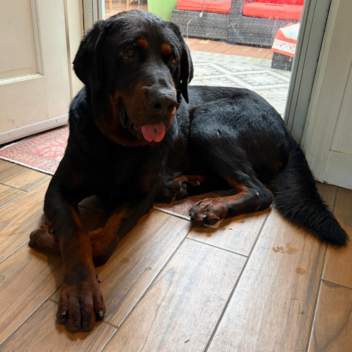 THEO, photo 3