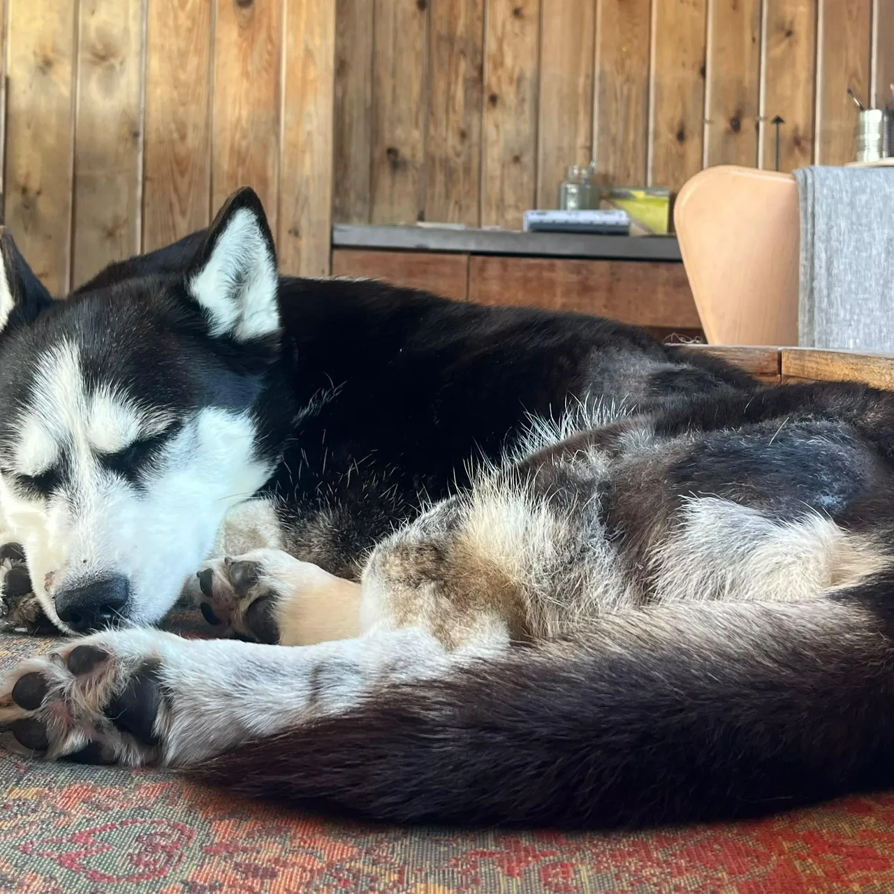 SHEERA — Husky · 4 years — available for adoption from GWARP