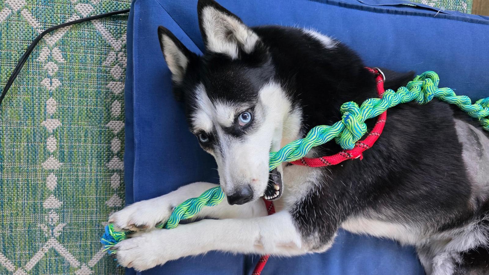 SHEERA, photo 2