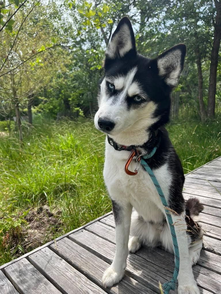 SHEERA, photo 3