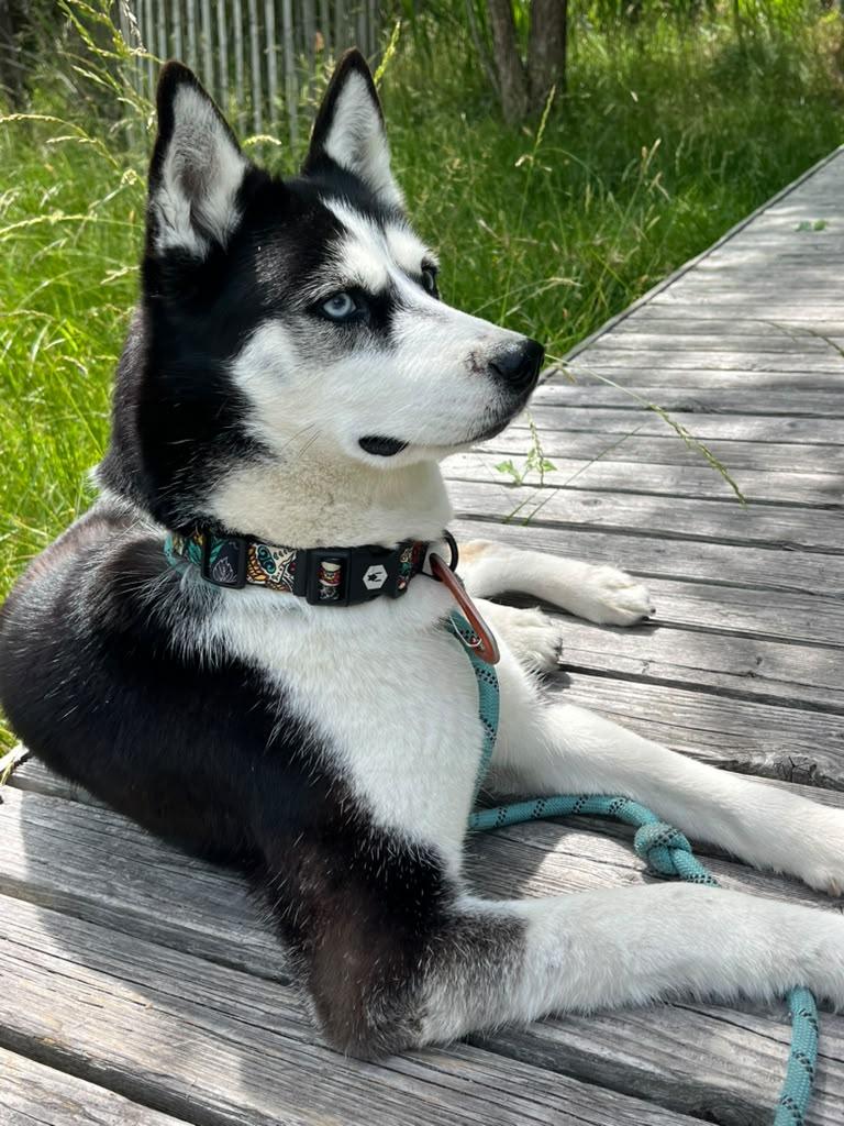 SHEERA, photo 4