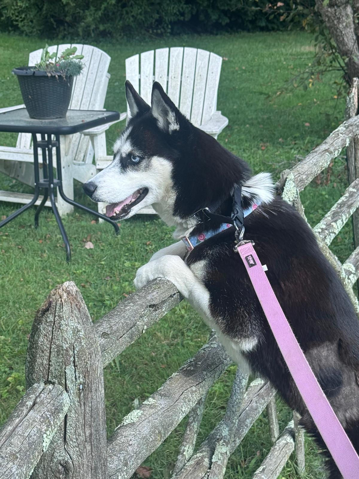 SHEERA, photo 6