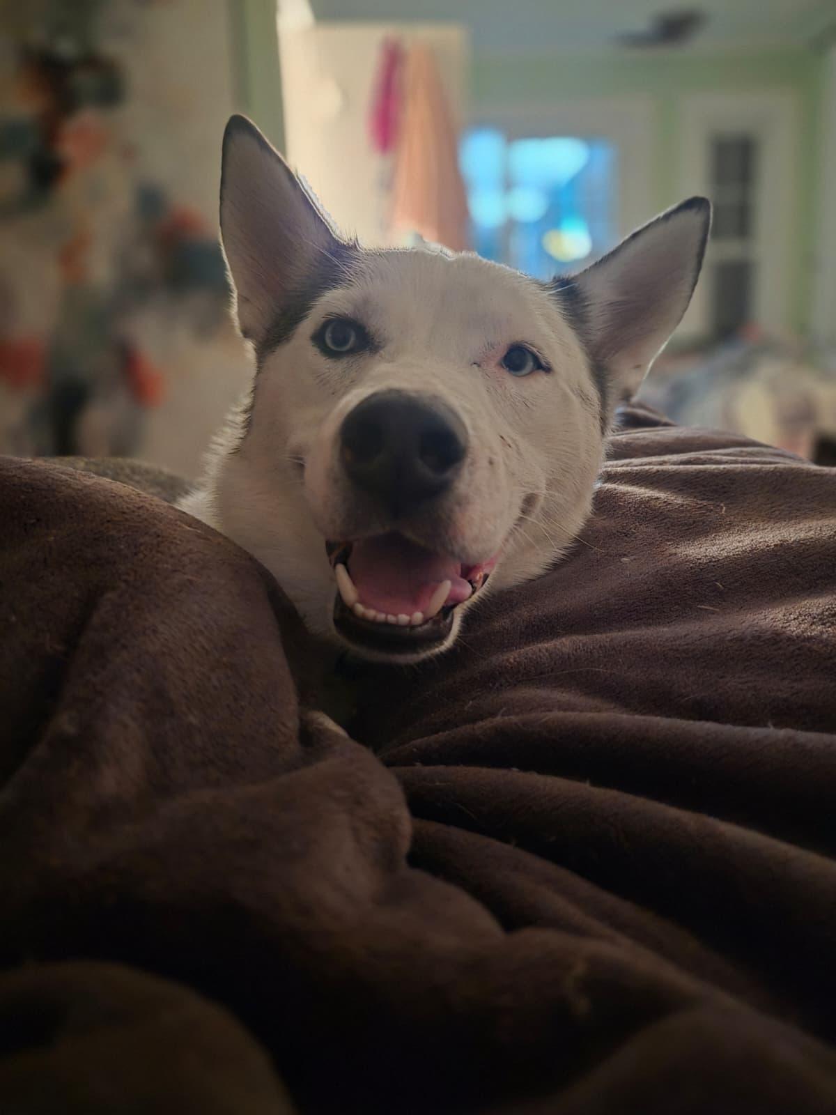 FLOKI