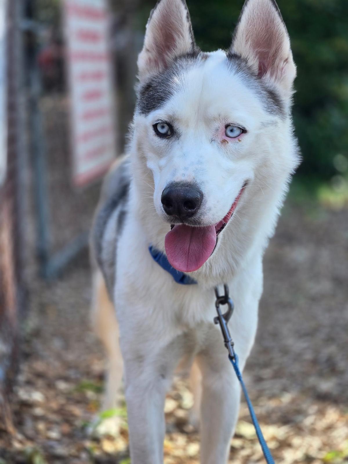FLOKI, photo 2