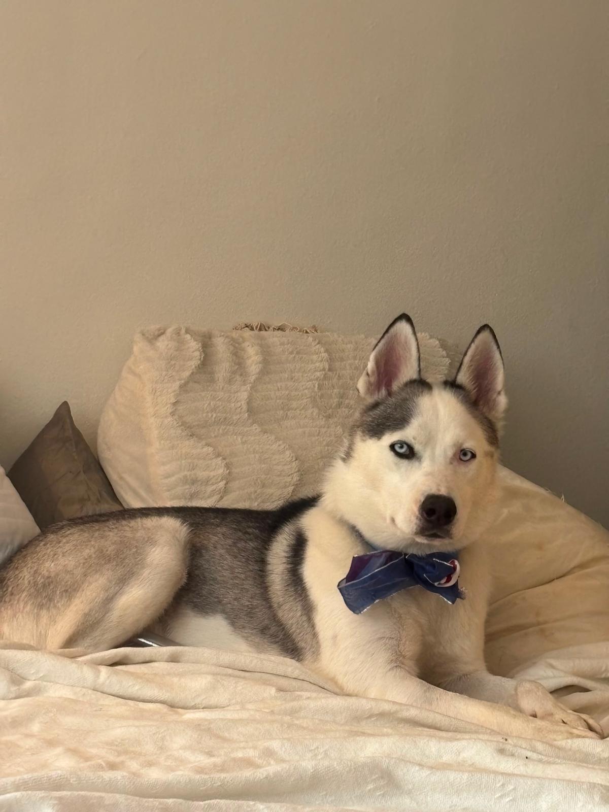 FLOKI, photo 3