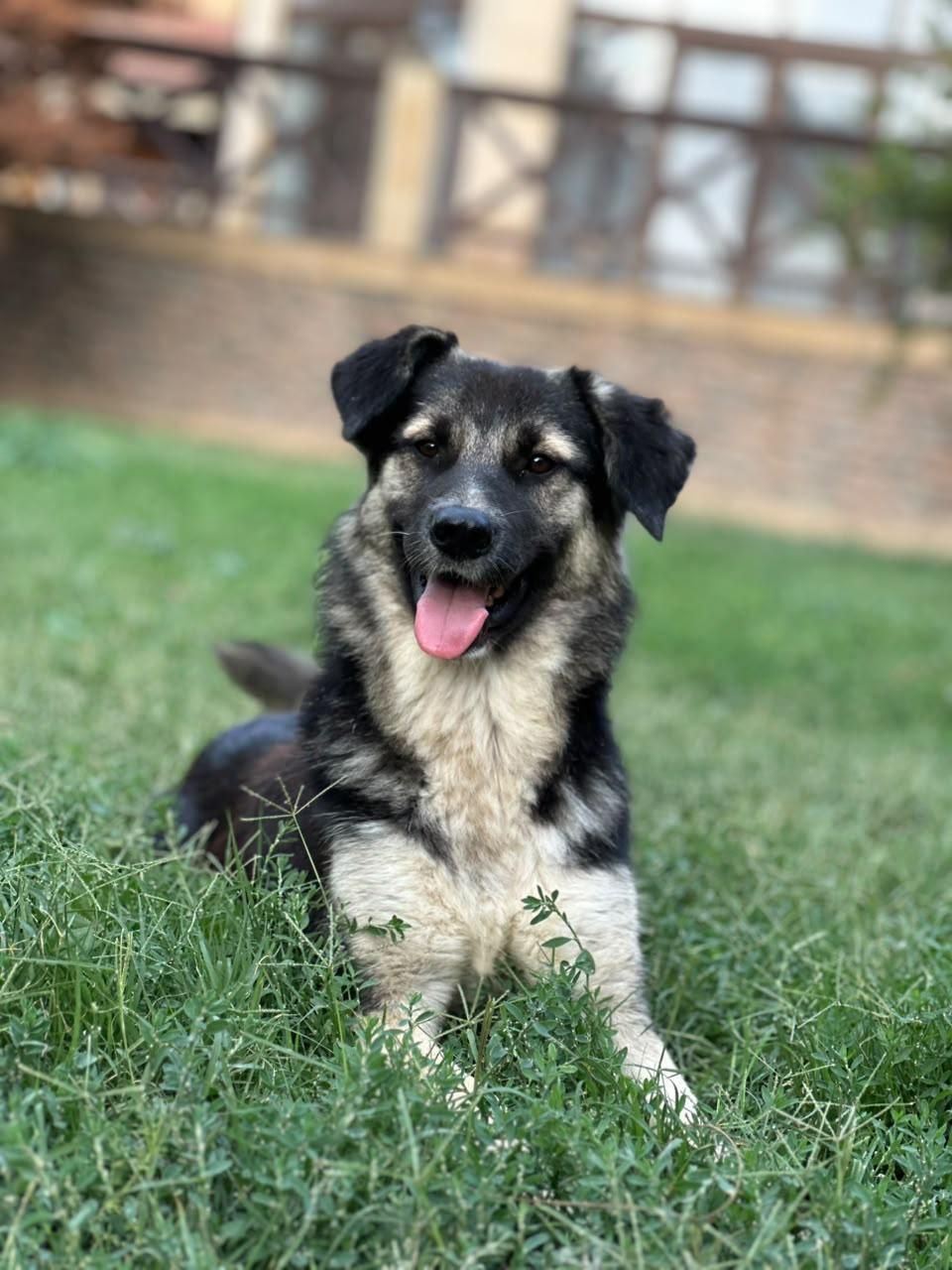 Ari