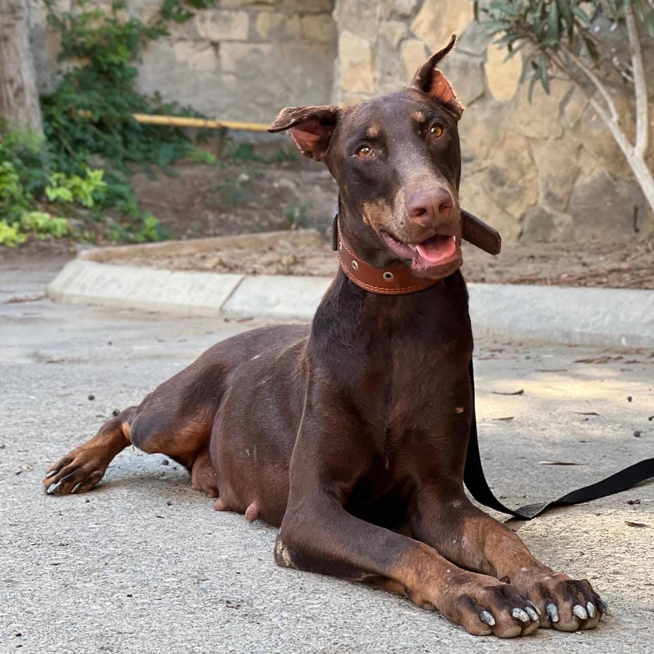 ROXY — Doberman Pinscher · 6 years — available for adoption from GWARP
