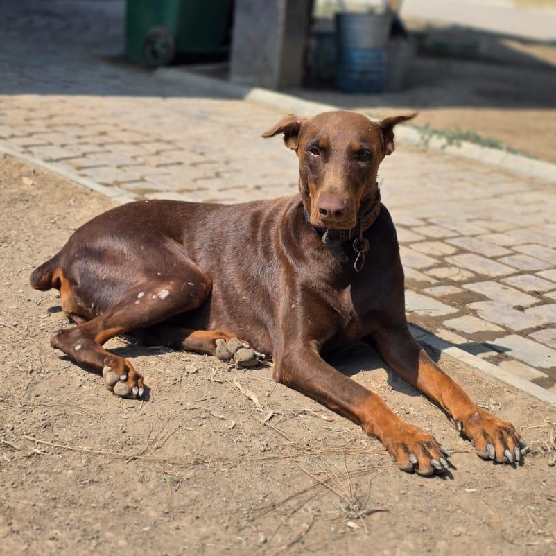 ROXY, photo 3