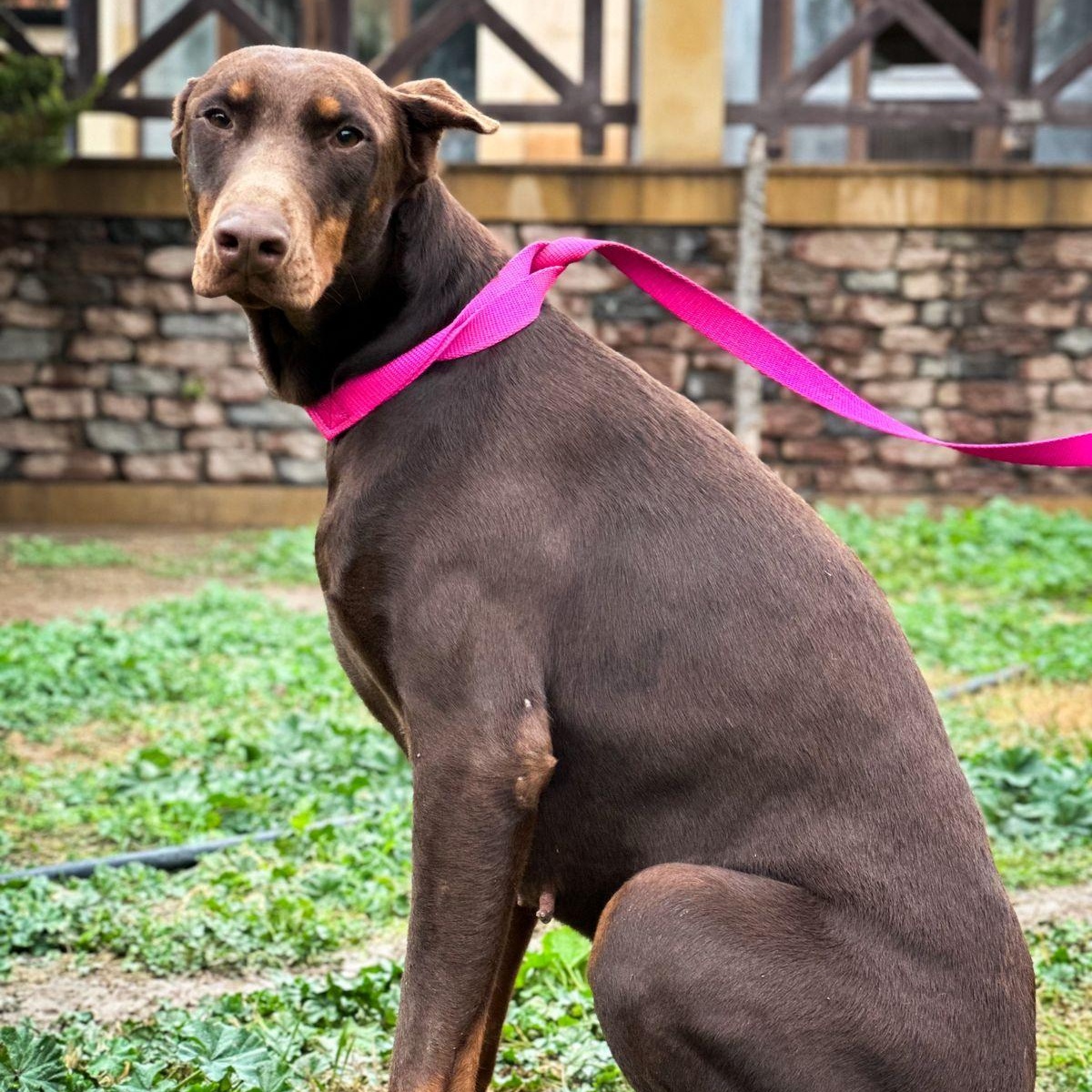 ROXY, photo 6