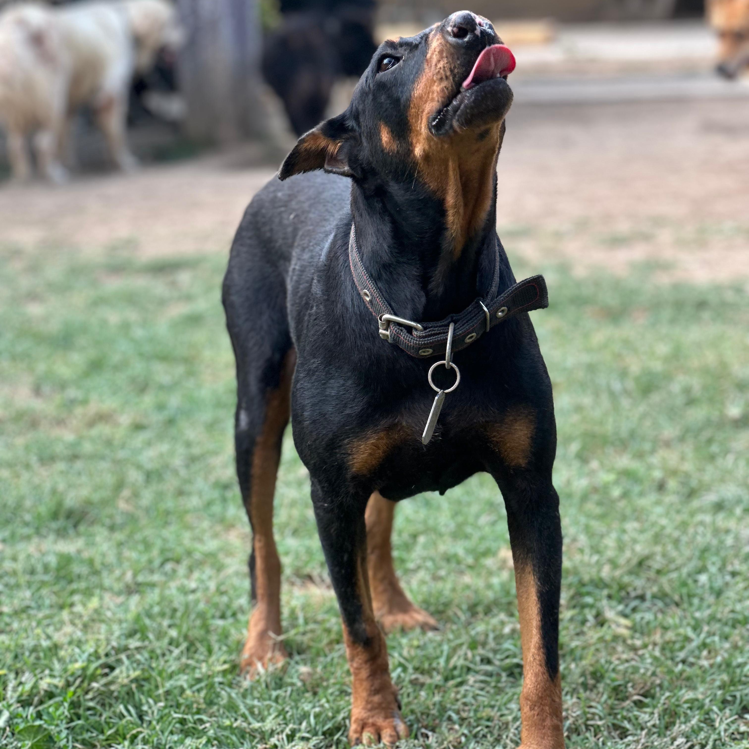 ANORA — Doberman Pinscher · Adult — available for adoption from GWARP