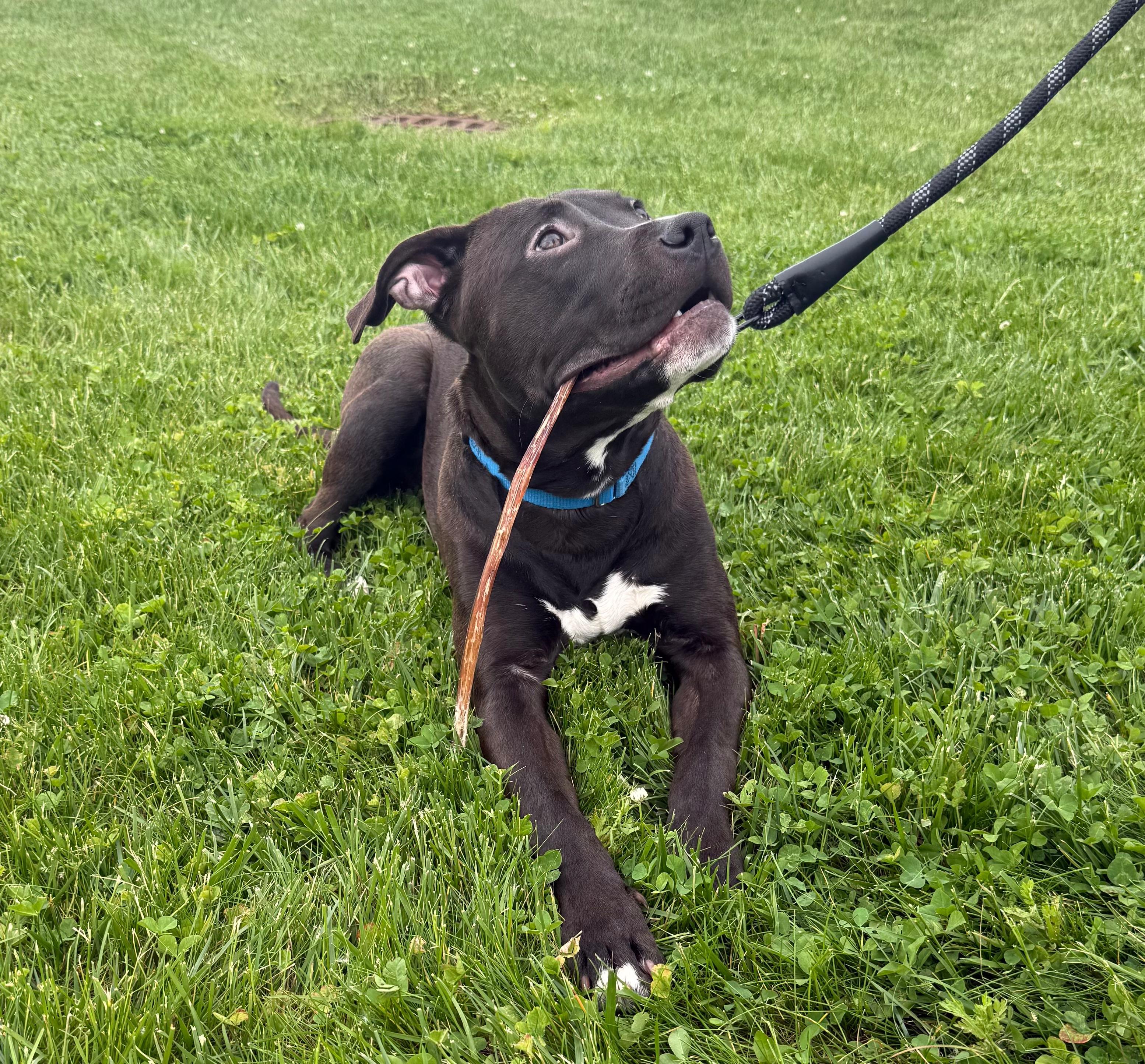ROSCOE — Pit Bull Terrier Mix · 1 — available for adoption from GWARP