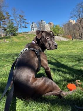 ROSCOE, photo 3