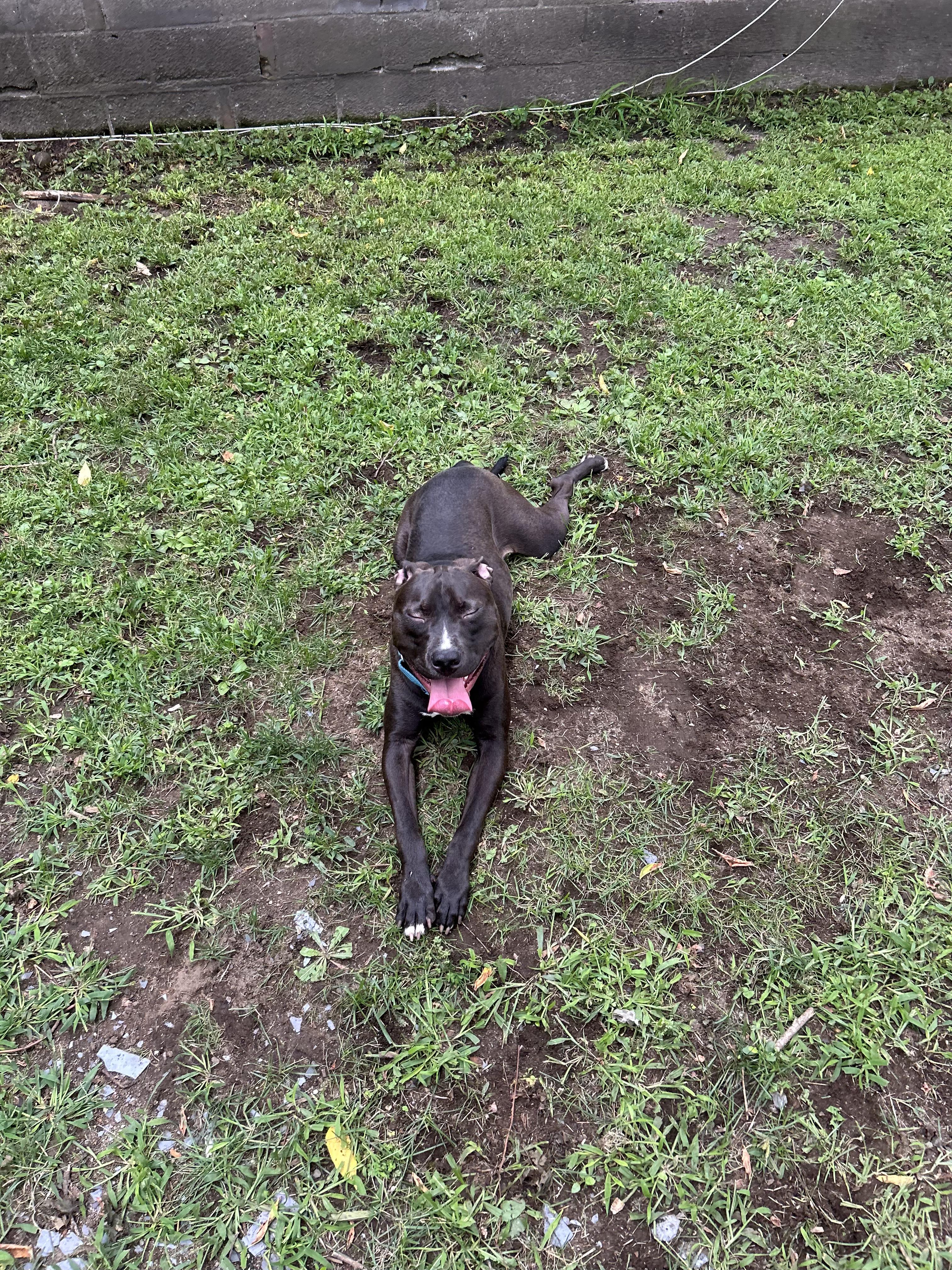 ROSCOE, photo 5